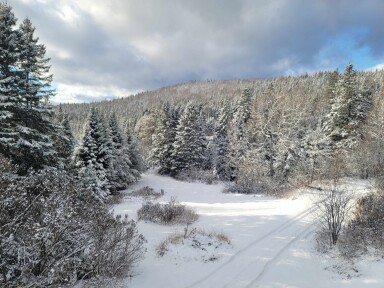 Québec, Arbre, Sapin, Végétation, Terre, Forêt, Conifère